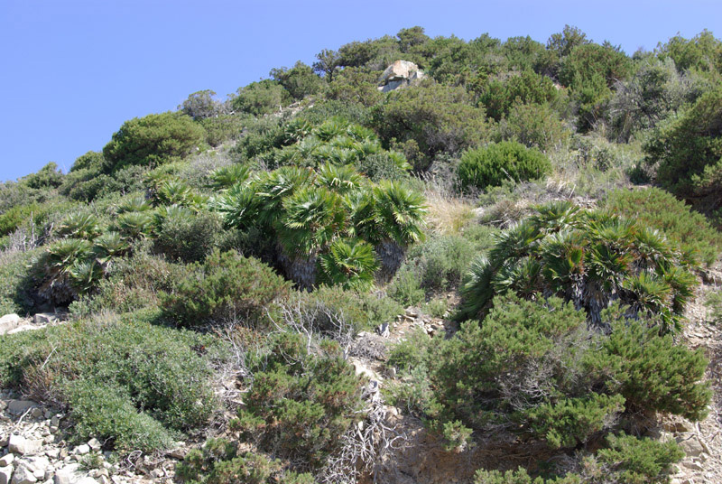 Chamaerops humilis: una nuova stazione